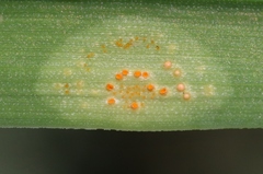 Puccinia granulispora