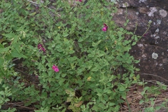Salvia lemmonii