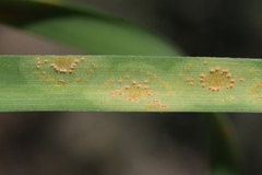 Puccinia granulispora