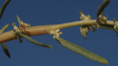 Atriplex canescens canescens