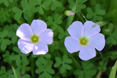 Oxalis comosa