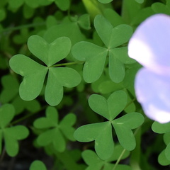Oxalis comosa