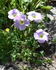 Oxalis comosa