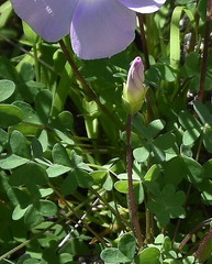 Oxalis comosa