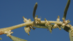 Atriplex canescens canescens