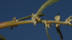 Atriplex canescens canescens