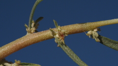 Atriplex canescens canescens