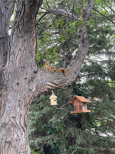 iNaturalist observation 2025-07-03