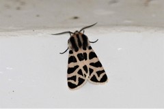 Apantesis nevadensis