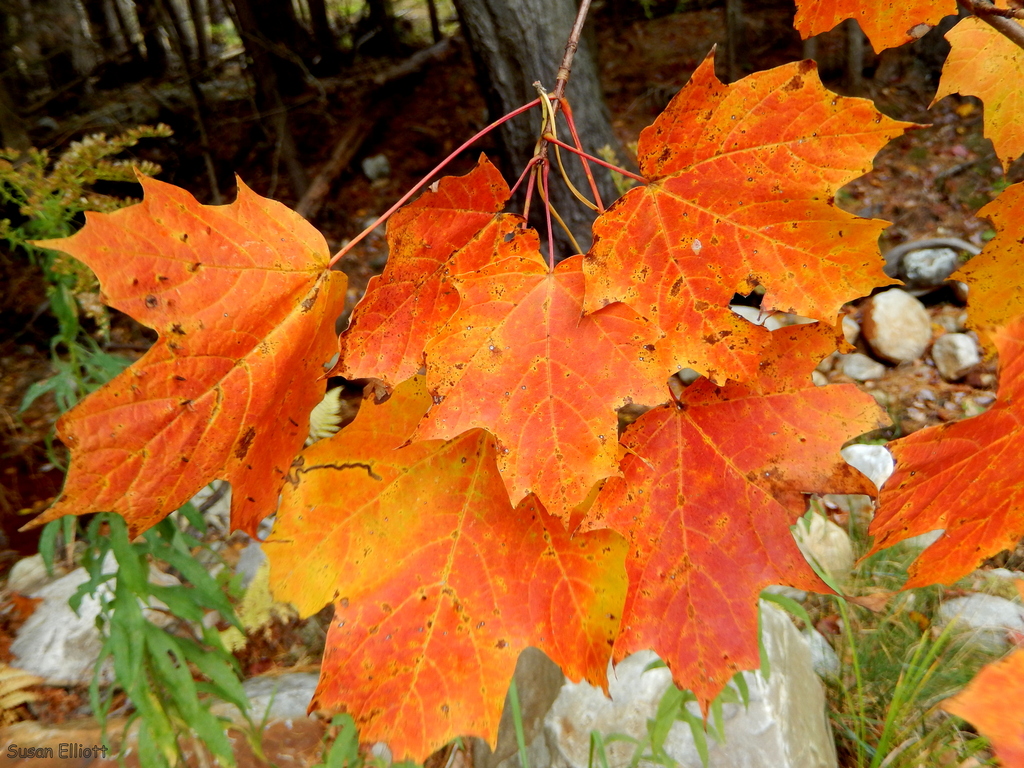 picture of sugar maple leaf