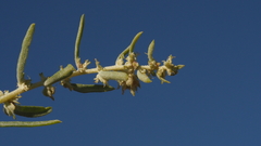 Atriplex canescens canescens