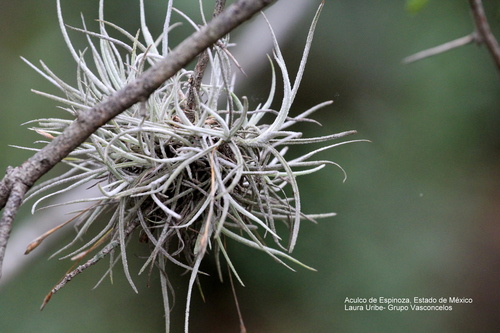 Tillandsia recurvata
