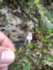 Clinopodium carolinianum