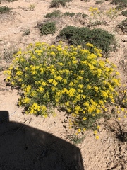 Sartwellia flaveriae