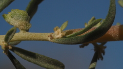 Atriplex canescens canescens