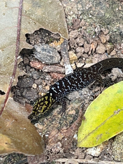 Little-Scaled Least Gecko photo 5