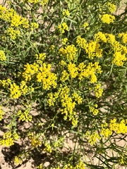 Sartwellia flaveriae