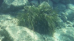 Posidonia seagrass