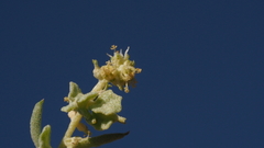 Atriplex canescens canescens