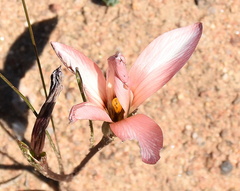 Romulea namaquensis