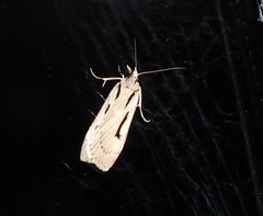 Scoparia rotuella