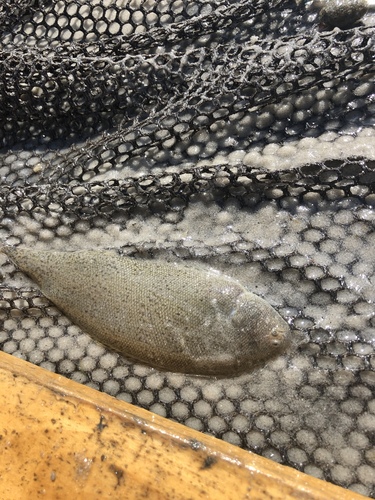 Northern tonguefish (Symphurus pusillus) — Cynoglossidae — 4