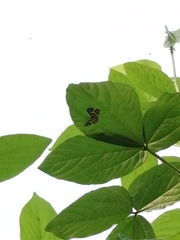 Baeotis zonata zonata