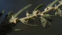 Atriplex canescens canescens