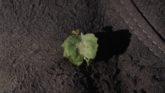 Atriplex canescens canescens