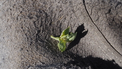 Atriplex canescens canescens