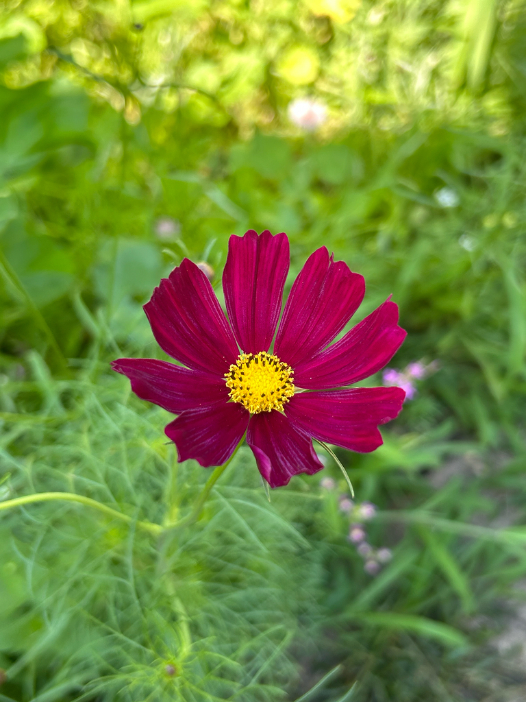 Cosmos bipinnatus