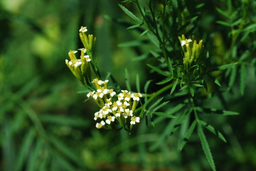 wild marigold