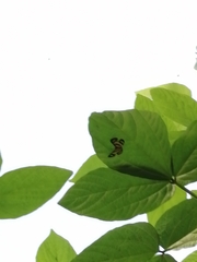 Baeotis zonata zonata