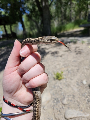 iNaturalist observation 2025-06-30