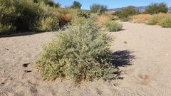 Atriplex canescens canescens