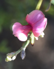 Indigofera spinescens