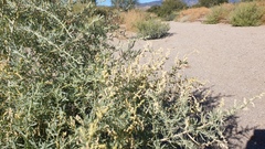 Atriplex canescens canescens