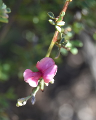 Indigofera spinescens