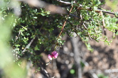 Indigofera spinescens