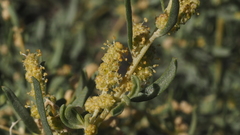 Atriplex canescens canescens