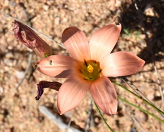 Romulea namaquensis