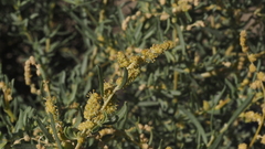 Atriplex canescens canescens