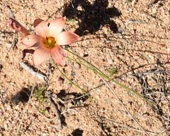 Romulea namaquensis