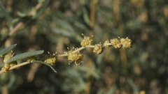 Atriplex canescens canescens