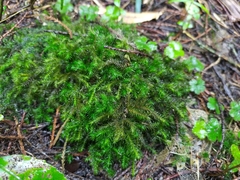 Echinodiopsis hispida