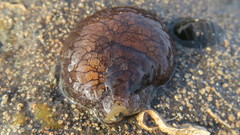 Pleurobranchaea maculata