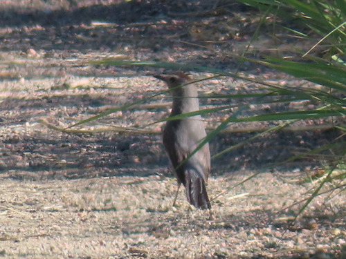 Gray Catbird photographed in Colorado