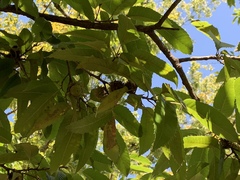 Fagaceae