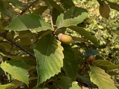 Fagaceae