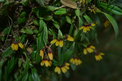 Bulbophyllum retusiusculum